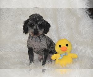 Poodle (Toy) Puppy for sale in ELDORADO, OH, USA