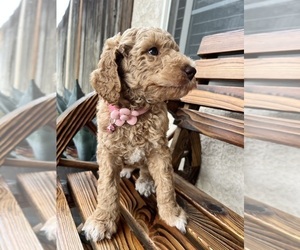 Medium Poodle (Standard)