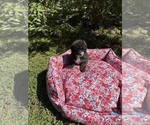 Small #1 Pom-A-Poo-Poodle (Miniature) Mix