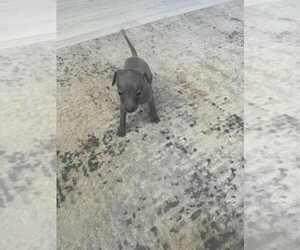 Medium Italian Greyhound