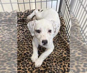 Dalmatian Dogs for adoption in San Antonio, TX, USA