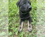 Small Photo #10 German Shepherd Dog Puppy For Sale in WEST POINT, VA, USA