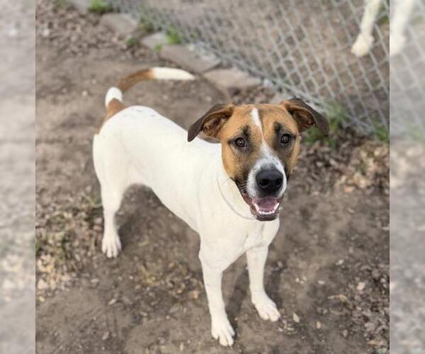 Medium Photo #1 Labrador Retriever-Unknown Mix Puppy For Sale in Conroe, TX, USA