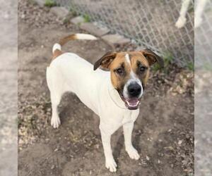 Labrador Retriever-Unknown Mix Dogs for adoption in Conroe, TX, USA