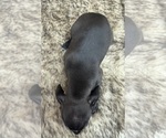 Small #3 Rat Terrier