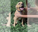 Small Boxer-Rhodesian Ridgeback Mix