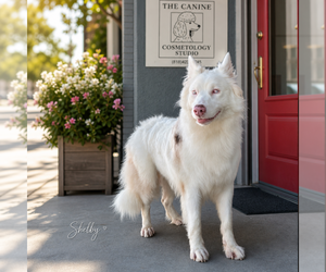 Australian Shepherd Dogs for adoption in Menifee, CA, USA