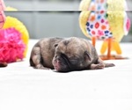Small #2 Pug