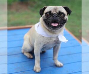 Pug-Unknown Mix Dogs for adoption in San Antonio, TX, USA