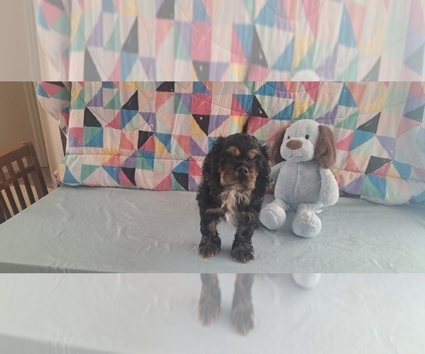 Medium Photo #3 Cocker Spaniel Puppy For Sale in WINDERMERE, FL, USA