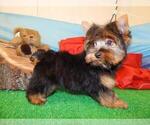 Small Photo #2 Yorkshire Terrier Puppy For Sale in HAMMOND, IN, USA