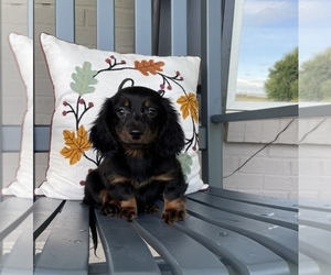 Dachshund Puppy for sale in FRANKLIN, IN, USA