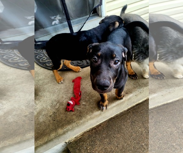 Medium Photo #4 Shepweiller Puppy For Sale in Mechanicsburg, PA, USA