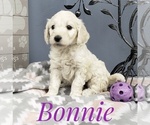 Small Photo #7 Goldendoodle Puppy For Sale in CEDAR GAP, MO, USA