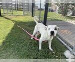 Small #1 American Pit Bull Terrier Mix