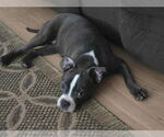 Small #1 American Pit Bull Terrier-American Staffordshire Terrier Mix