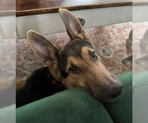 Medium German Shepherd Dog