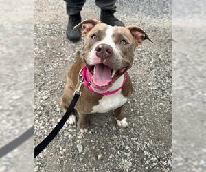 American Staffordshire Terrier-Unknown Mix Dogs for adoption in San Antonio, TX, USA