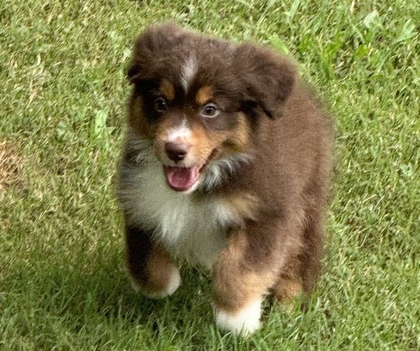 Medium Photo #20 Miniature American Shepherd Puppy For Sale in NOLENSVILLE, TN, USA