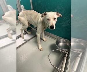 American Pit Bull Terrier-Unknown Mix Dogs for adoption in Oklahoma City, OK, USA