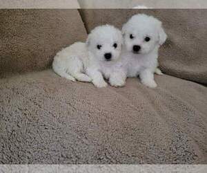 Bichon Frise-Bichon Frise Mix Puppy for sale in NORTH PORT, FL, USA