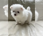 Small #18 Pomeranian