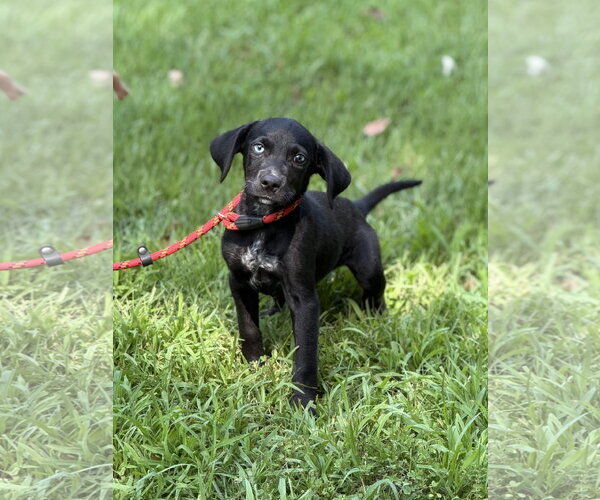 Medium Photo #1 Mutt Puppy For Sale in Yardley, PA, USA