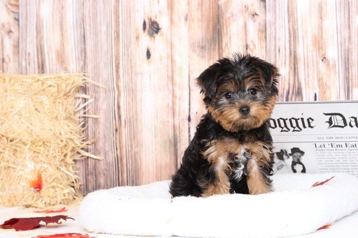 Medium Photo #2 Yorkshire Terrier Puppy For Sale in BEL AIR, MD, USA