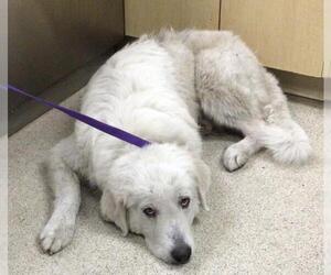 Great Pyrenees Dogs for adoption in Riverside, CA, USA
