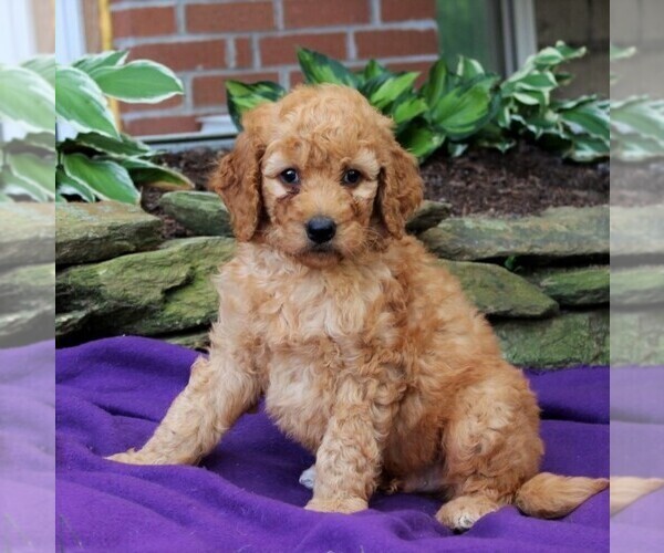 Medium Photo #3 Goldendoodle-Poodle (Standard) Mix Puppy For Sale in NEW PROVIDENCE, PA, USA