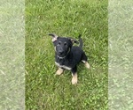 Small #7 German Shepherd Dog