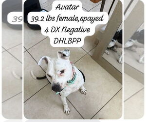 American Bulldog-Labrador Retriever Mix Dogs for adoption in Virginia Beach, VA, USA
