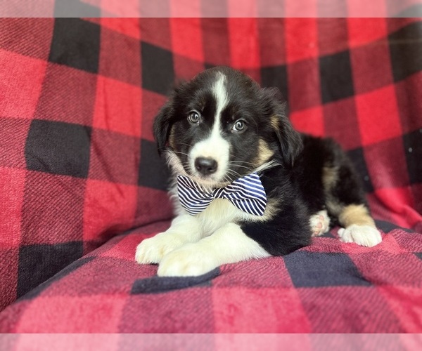 Medium Photo #9 Miniature Australian Shepherd Puppy For Sale in LAKELAND, FL, USA