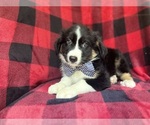 Small #8 Miniature Australian Shepherd