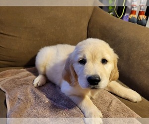 Golden Retriever Puppy for Sale in CARLTON, Georgia USA