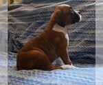 Small Photo #3 Boxer Puppy For Sale in SENECA, KS, USA