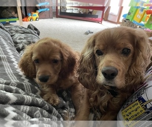 Cocker Spaniel Puppy for sale in GREEN BAY, WI, USA