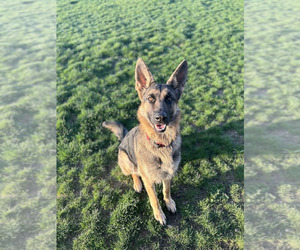 Mother of the German Shepherd Dog puppies born on 06/05/2026