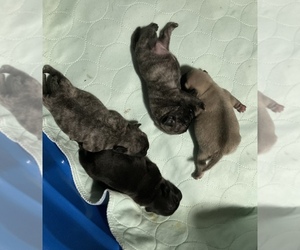 Pug Puppy for sale in BERWYN, IL, USA