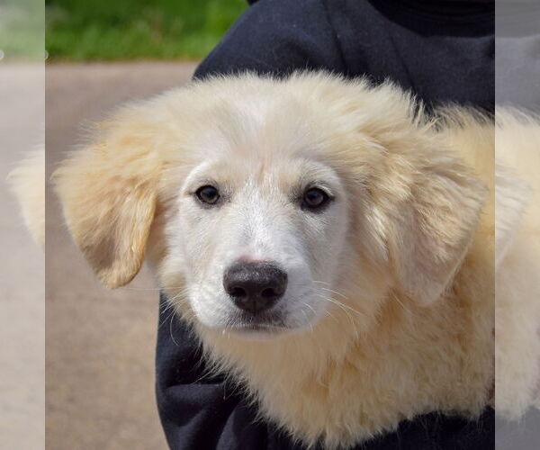 Medium Photo #5 Great Pyrenees Puppy For Sale in Huntley, IL, USA