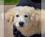 Small #4 Great Pyrenees