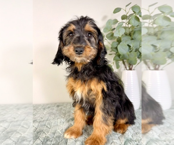 Medium Photo #4 Cock-A-Poo Puppy For Sale in GREENFIELD, IN, USA