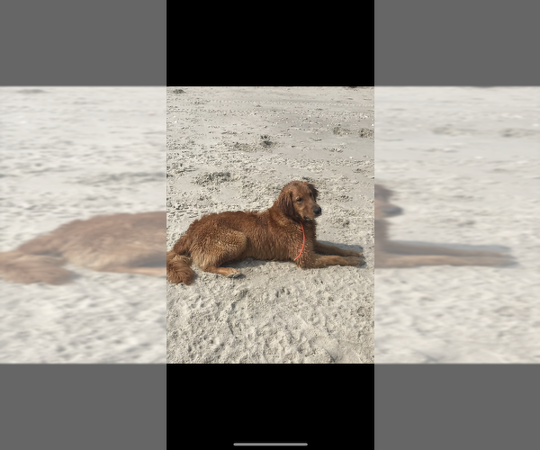 Medium Photo #7 Golden Retriever Puppy For Sale in SOUTHPORT, NC, USA