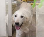 Small English Cream Golden Retriever