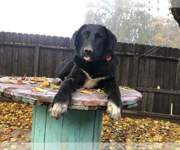 Medium Photo #4 Labrador Retriever-Unknown Mix Puppy For Sale in Clovis, CA, USA