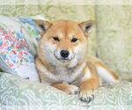 Small Photo #1 Shiba Inu Puppy For Sale in Neosho, MO, USA