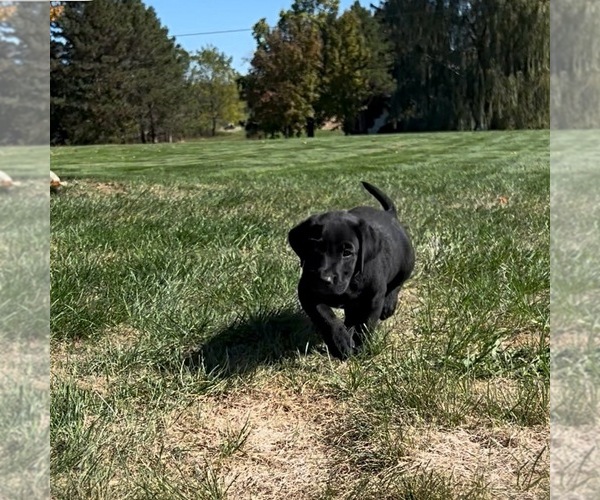 Medium Photo #6 Labrador Retriever Puppy For Sale in FREDERICKSBG, OH, USA