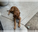 Small #15 Labrador Retriever-Rhodesian Ridgeback Mix