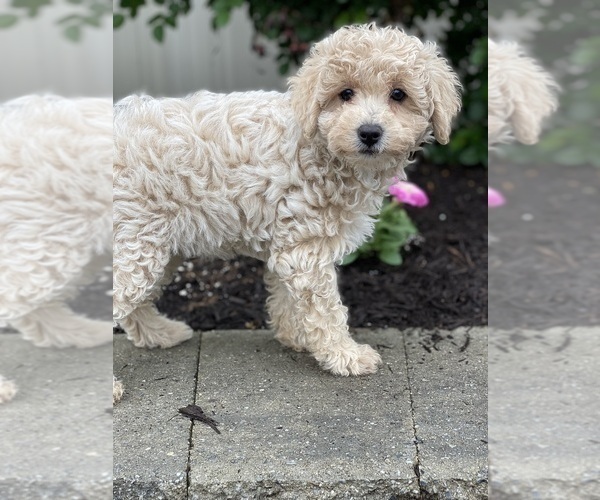 Medium Photo #4 Poodle (Miniature) Puppy For Sale in CANOGA, NY, USA