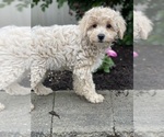 Small #3 Poodle (Miniature)